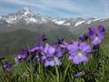 VERSO “L'AREA DELLA BIOSFERA DEL MONVISO”